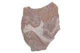 Ordovician Trilobite Mortality Plate (Pos/Neg) - Morocco #218671-2